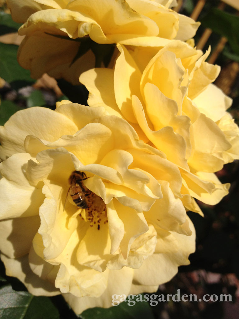 Julia Child, everyone's favorite floribunda with a bee visiting