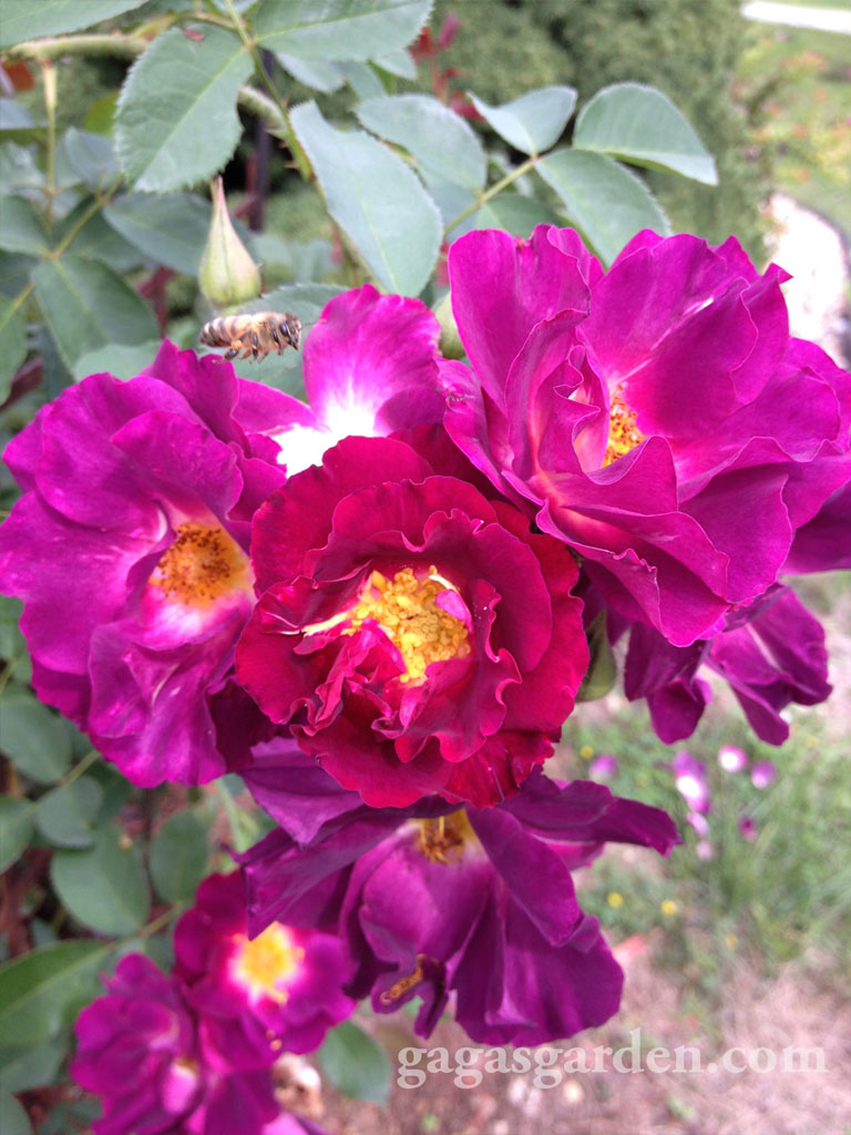 Stormy Weather Spring Bloom 2013
