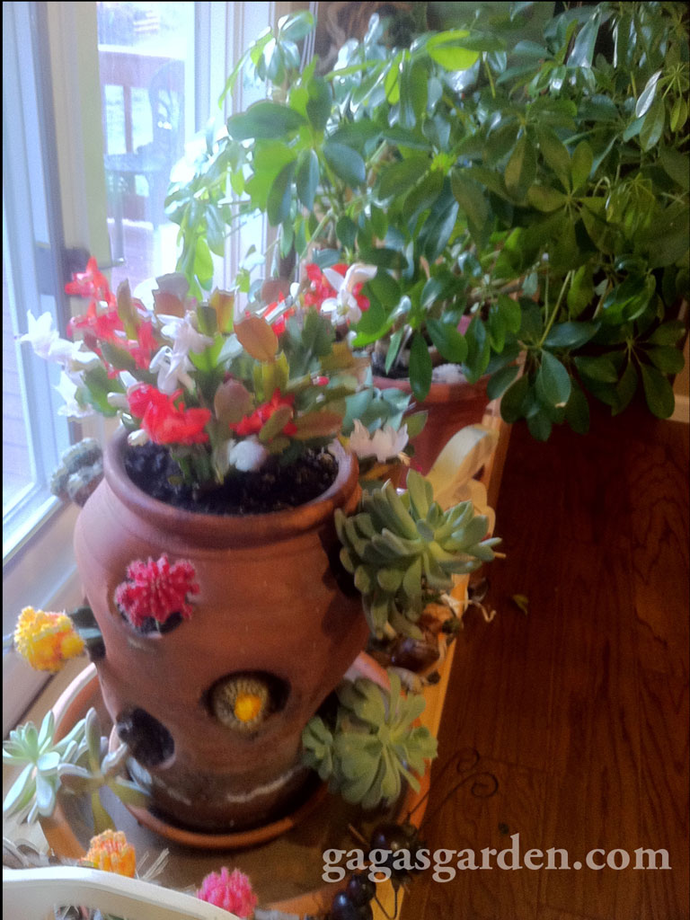 Indoor Garden