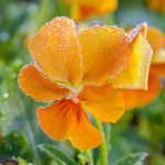 Pansy for Pyramids