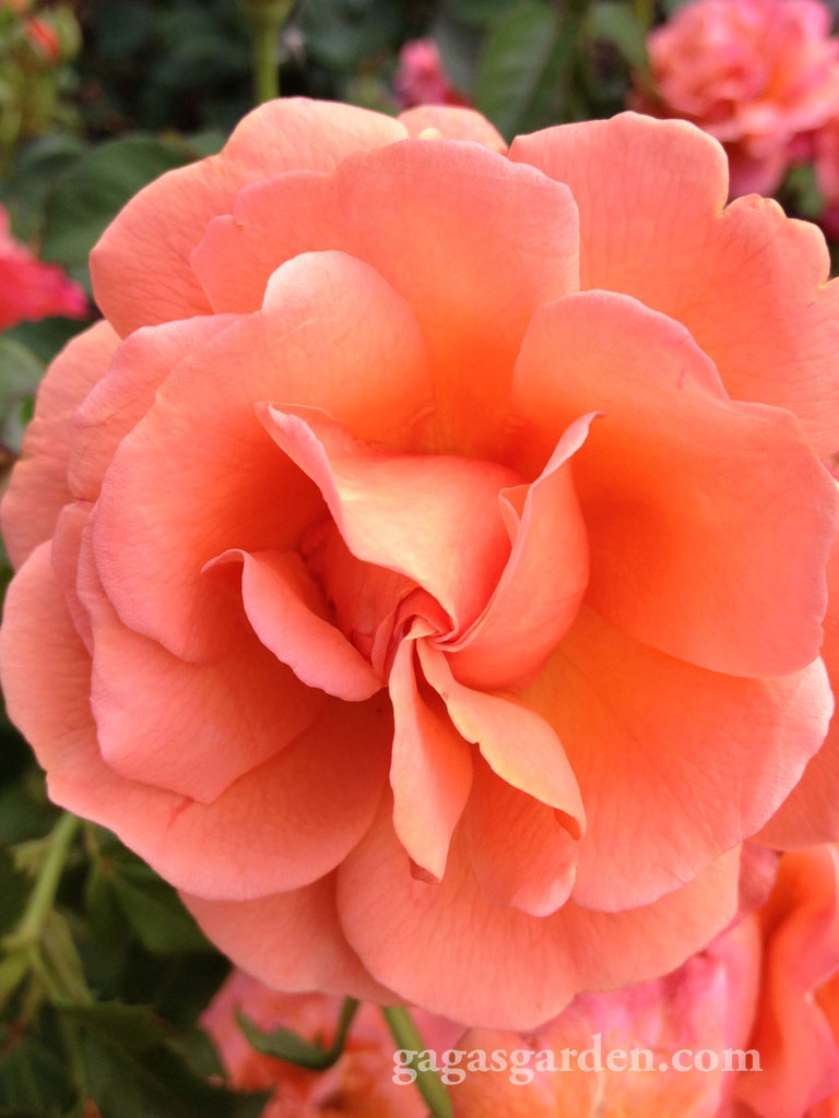 Easy Does it, a floribunda that is prolific in bloom cycles, disease resistant and holds its color. The perfect rose for your garden