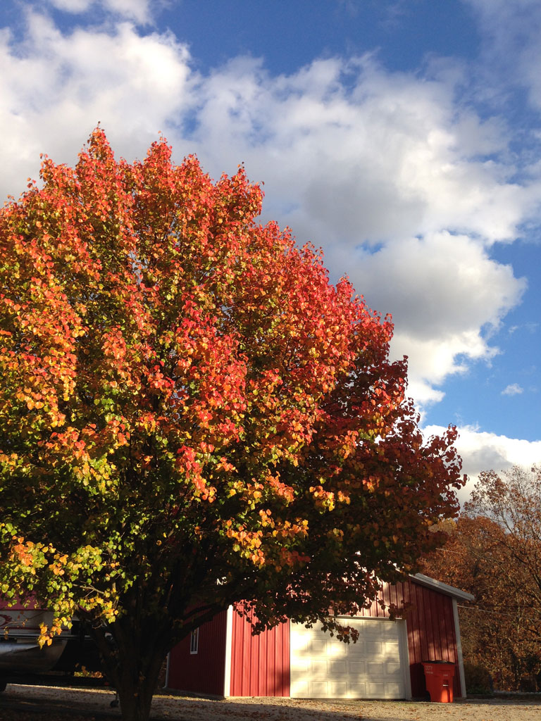Fall Leaves | Blue Skys | Lil Red Barn