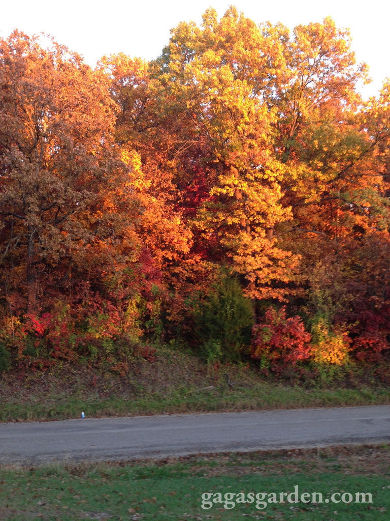 Our country lane at sunset in the fall