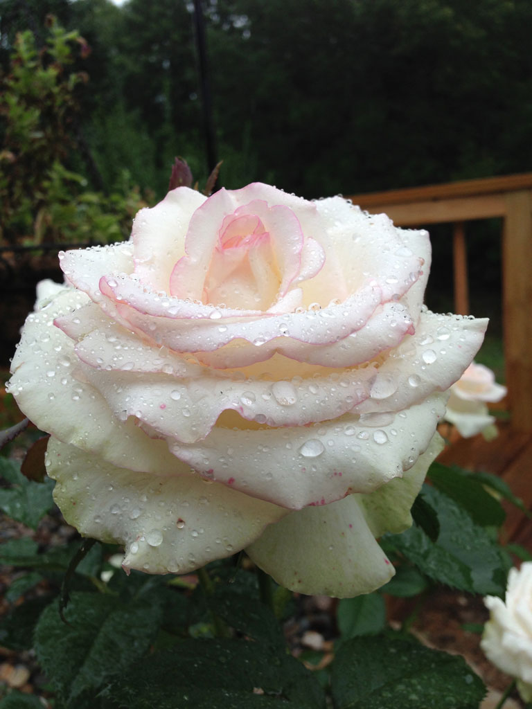 Moonstone, Hybrid Tea