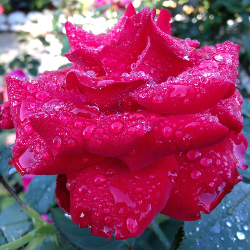 Opening Night, Hybrid Tea
