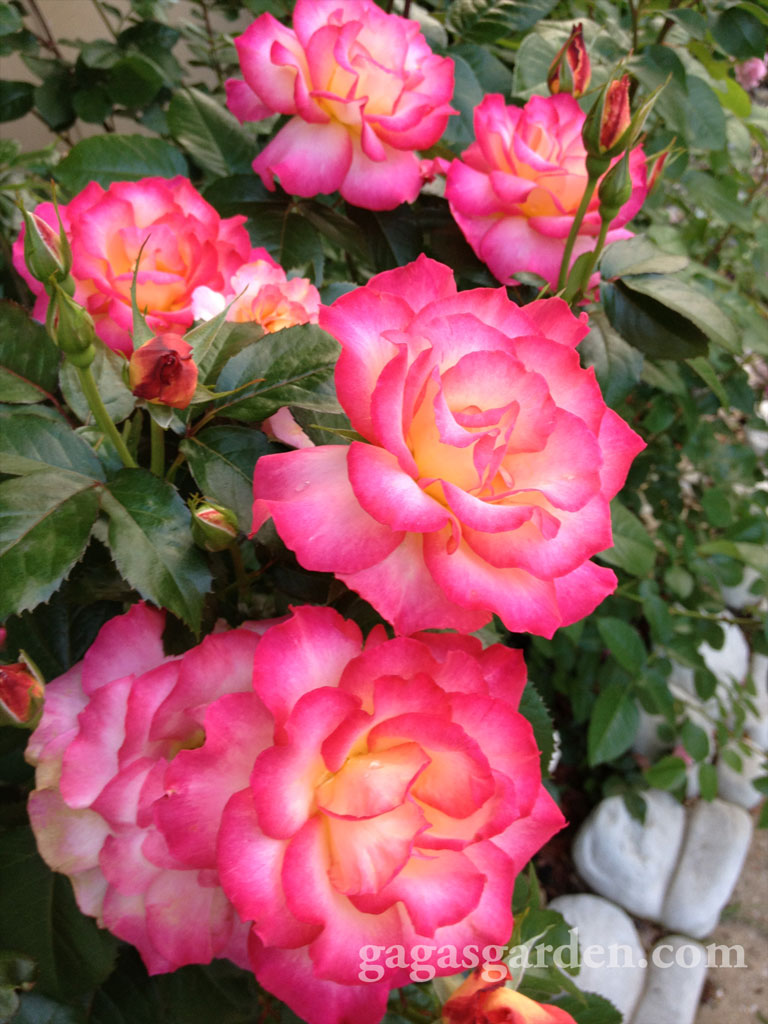 Rainbow Sorbet a Floribunda