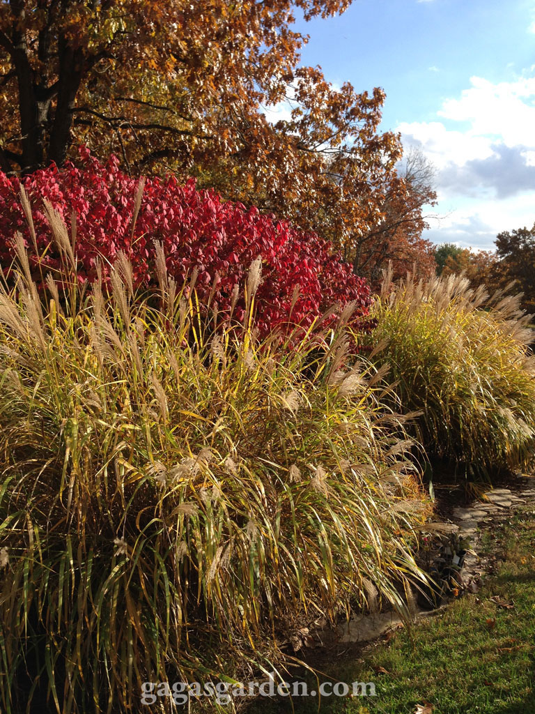 Rock Path Garden, Tall Grasses