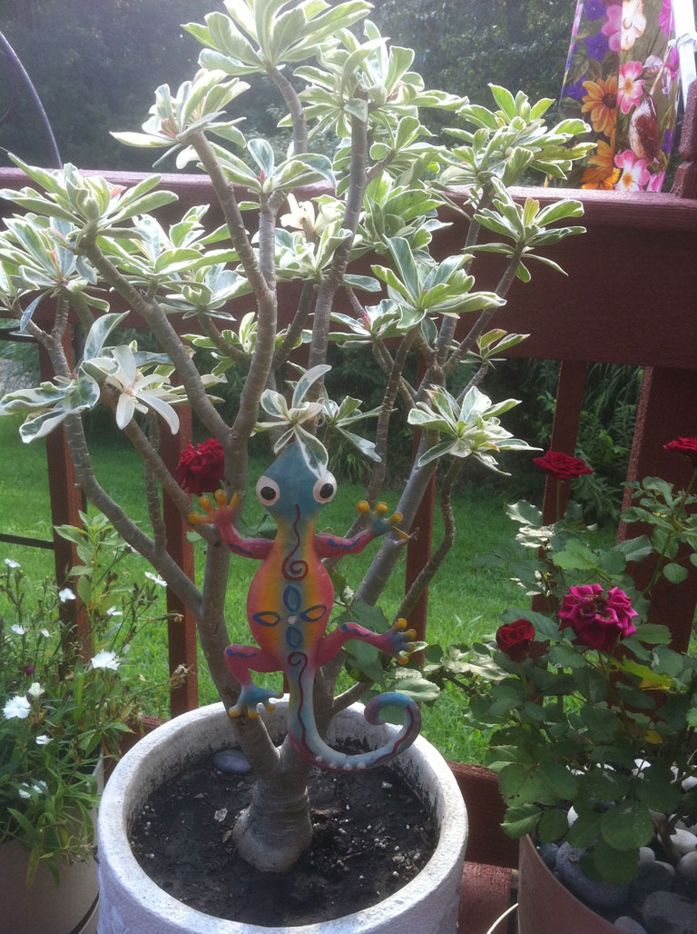 Desert Rose in Illinois