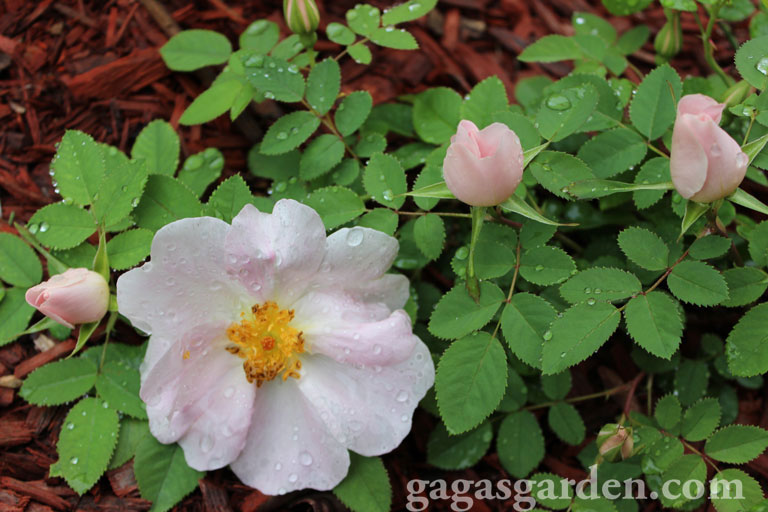 'Nevada' H. Moy in its 2nd Year in Illinois Rose Garden