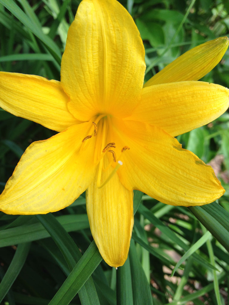 Day Lily Blooming