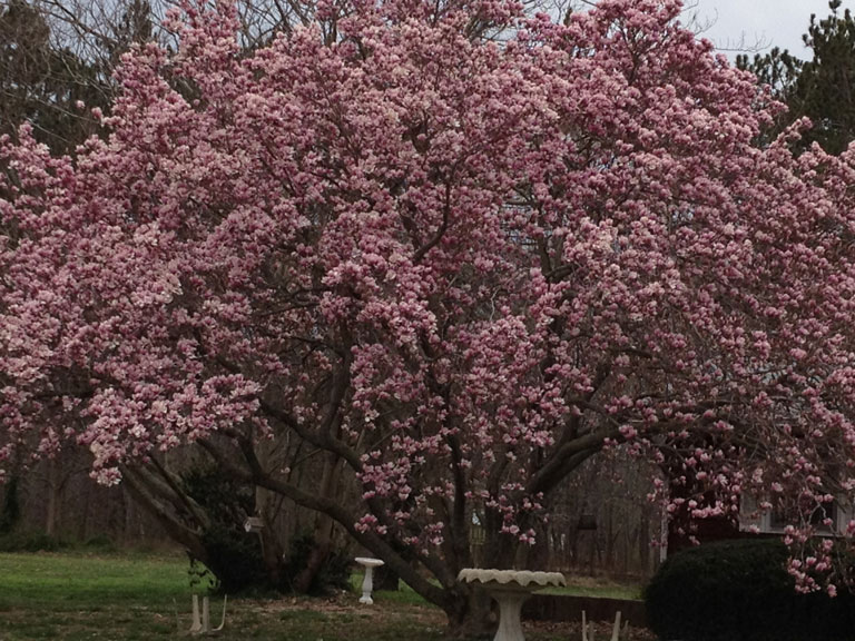 Illinois Cherry Blossoms in Bloom