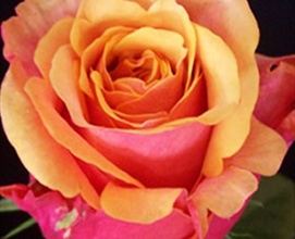 'Brandy'