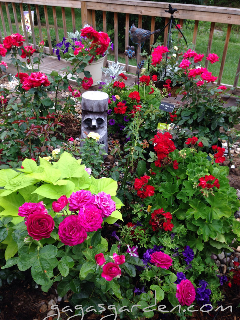 Romantic Rose Garden | 'Twilight Zone'