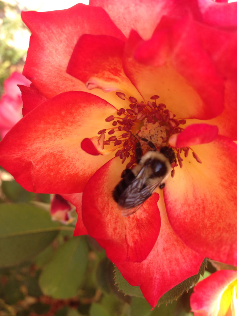 Playboy and a Bee