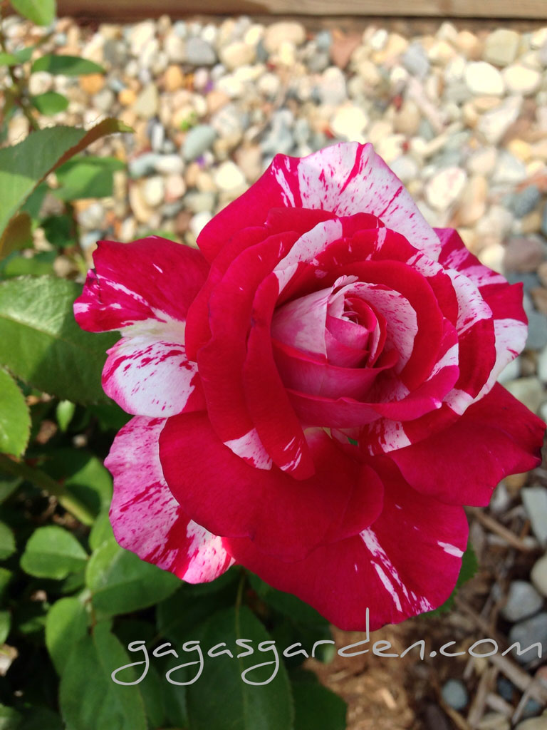 'Neil Diamond'