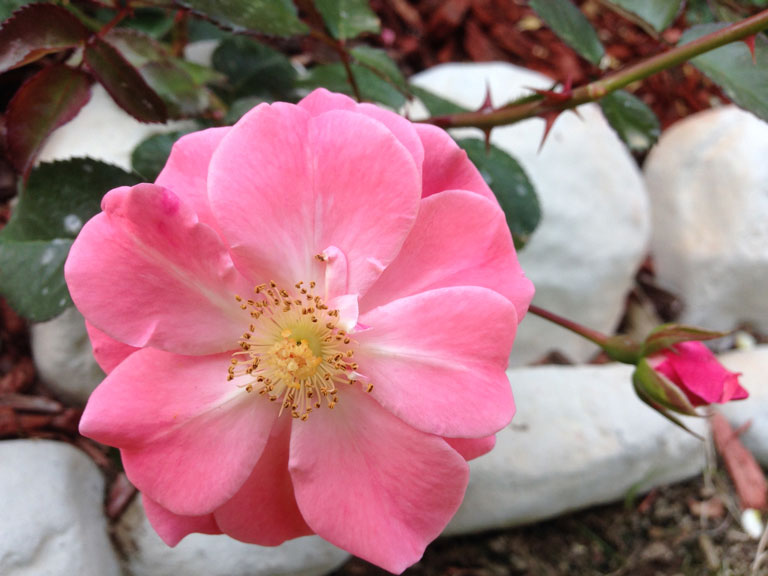 Proven Winner Series Two Oso® Easy Rose 'Pink Cupcake' bred by Chris Warner, UK