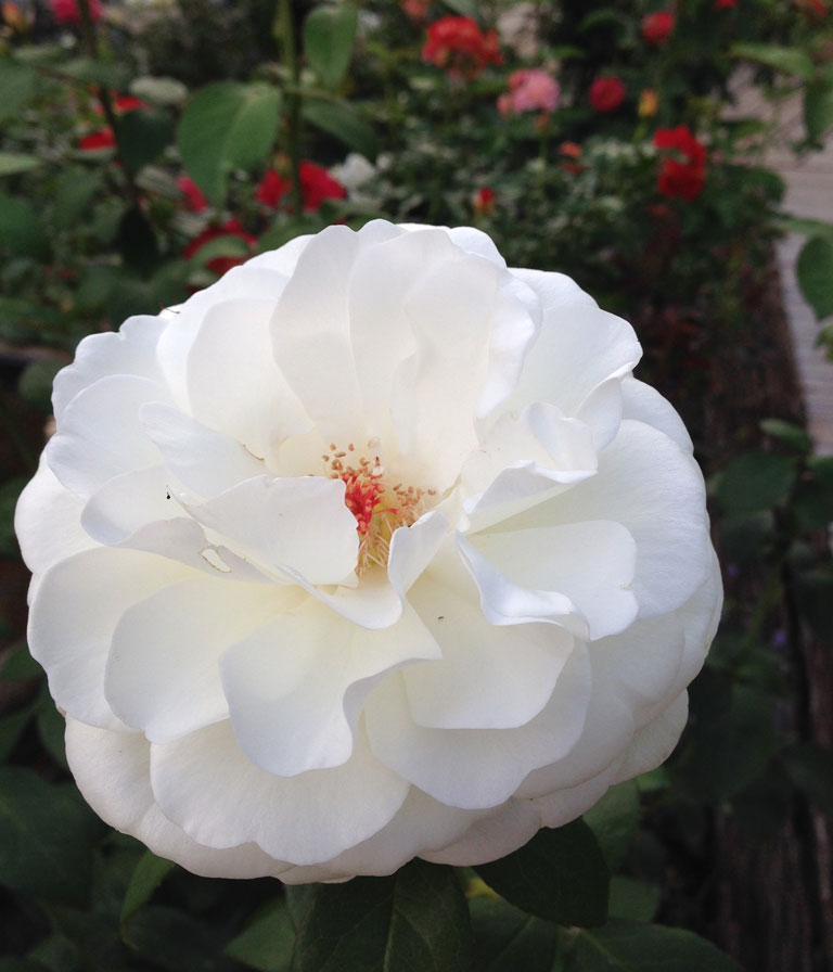 'Sugar Moon' by Weeks Roses Christian Bédard will "bull doze you down with its powerful cold cream fragrance"