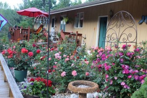 The Rose Garden