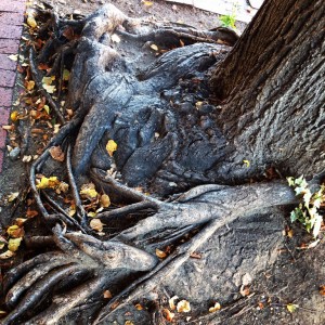 Tree Roots along Fredericksburg Main Street