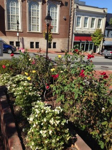 Town Hall Rose Garden in Fredericksburg, VA