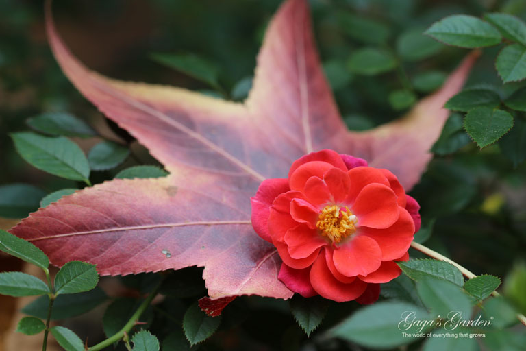 Oso Easy 'Mango Salsa' by Proven Winners captured in all the glory of a late fall bloom