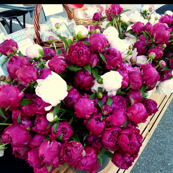 Diane LaSauce Home, Garden, Life Peonies photo credit: Diane La Sauce