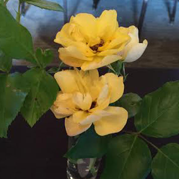 Awarded Best Floribunda