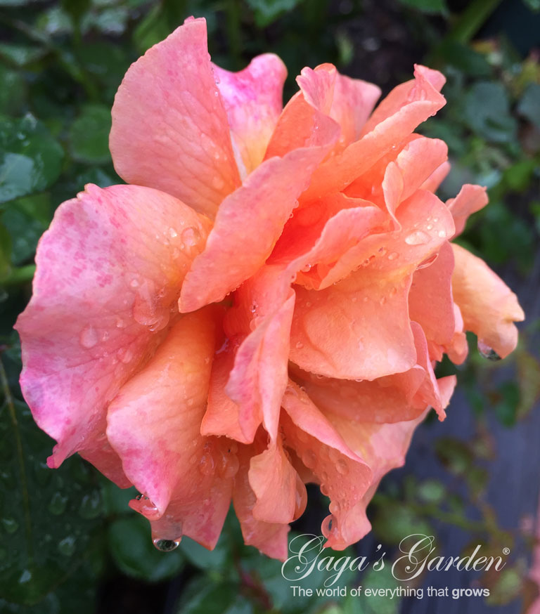 'AnnasPromise' with Rain Drops
