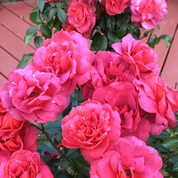 Oso Easy® Double Red Landscape Shrub