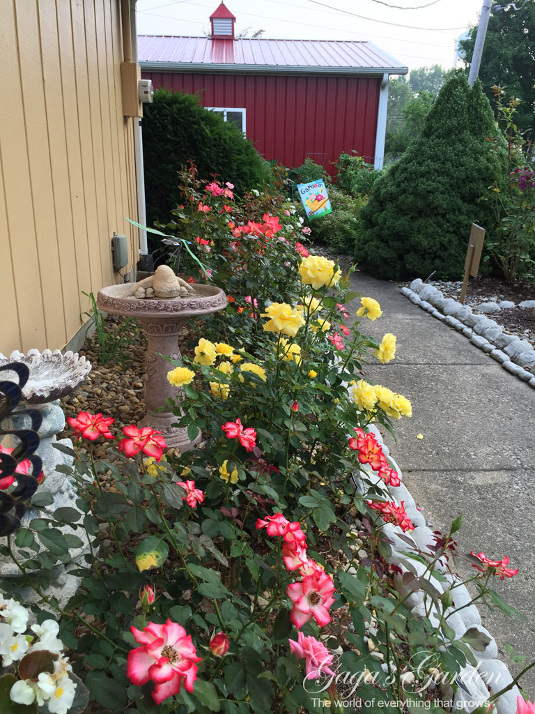 Floribundas in Bloom in July