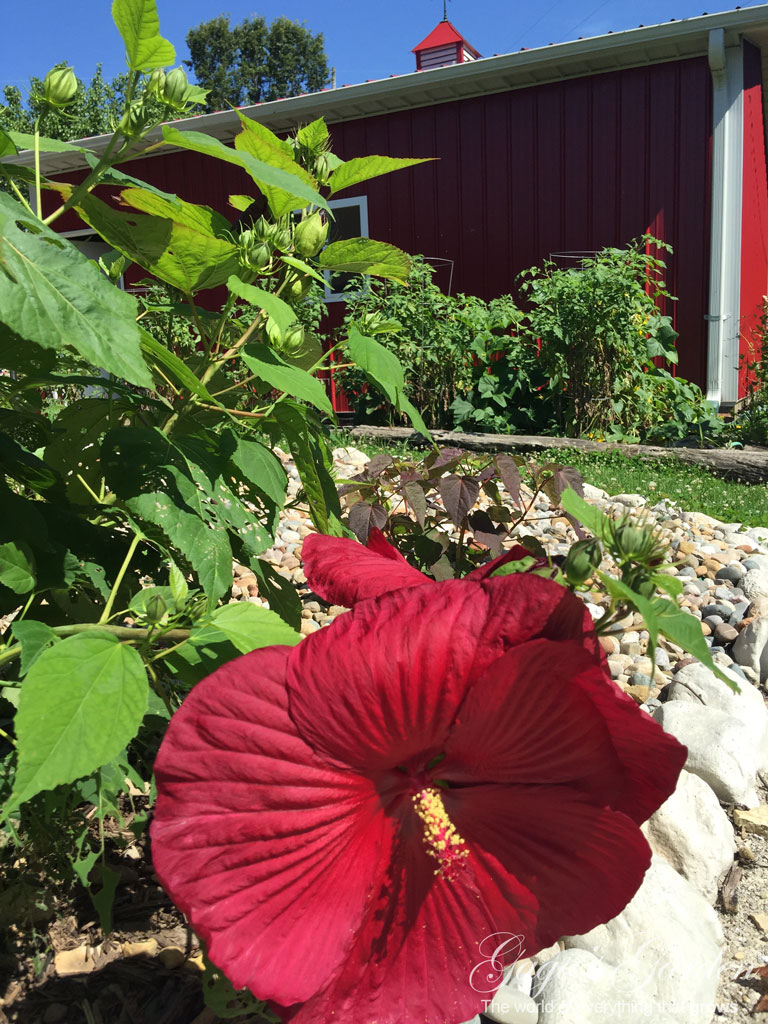 Hibiscus and The Little Red Barn