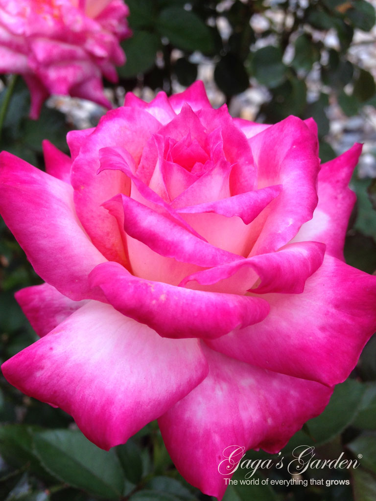 Love & Peace is simply glorious