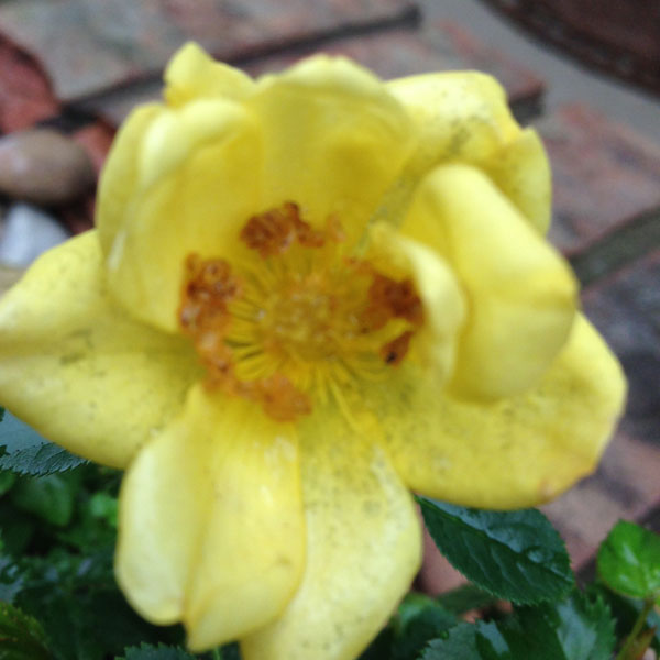 Oso Easy® Lemon Zest