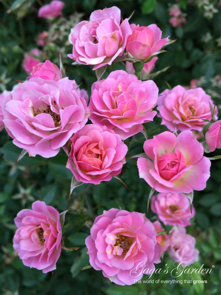 Oso Easy 'Pink Cupcake'