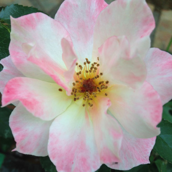 Oso Easy® Strawberry Crush