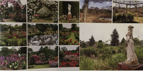 Futaba Rose Garden Before the Nuclear Disaster and After