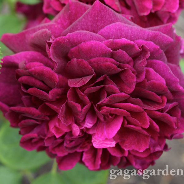 'Munstead Wood' David Austin Rose voted a Biltmore Rose Trial Most Fragrant Rose of the 2014 #BiltmoreRoseTrials
