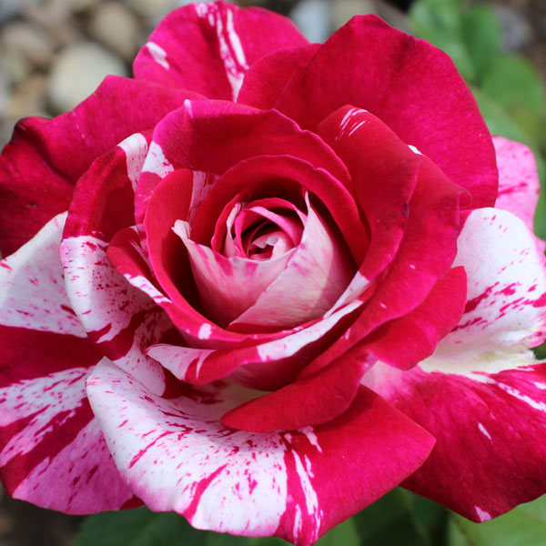 'Neil Diamond' 2nd place winner hybrid tea Digital Photography Photo Contest Novice Class