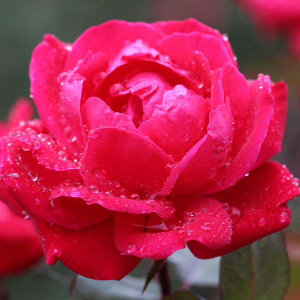 'Radrazz' Double KnockOut Rose