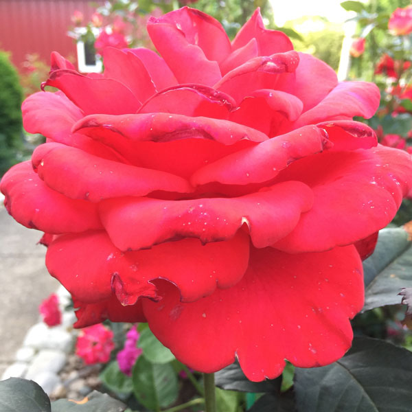 Legend | A Roses As Big As A Barn ;)