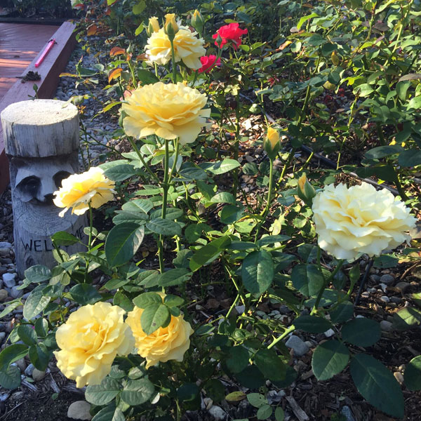 Doris Day in the Garden on a Fall Day