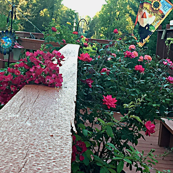 Proven Winners Oso Easy 'Oh My!' and Double Knock Out® on a Fall Day in the Rose Garden