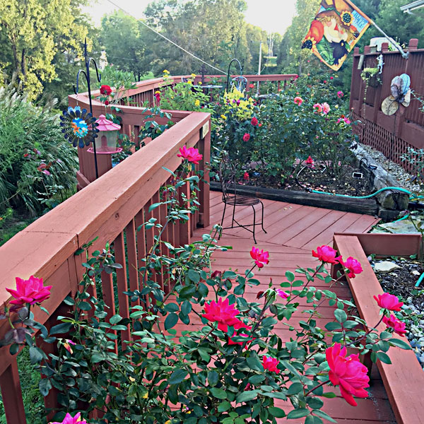 The Garden on a Fall Day | Double Knock Out®