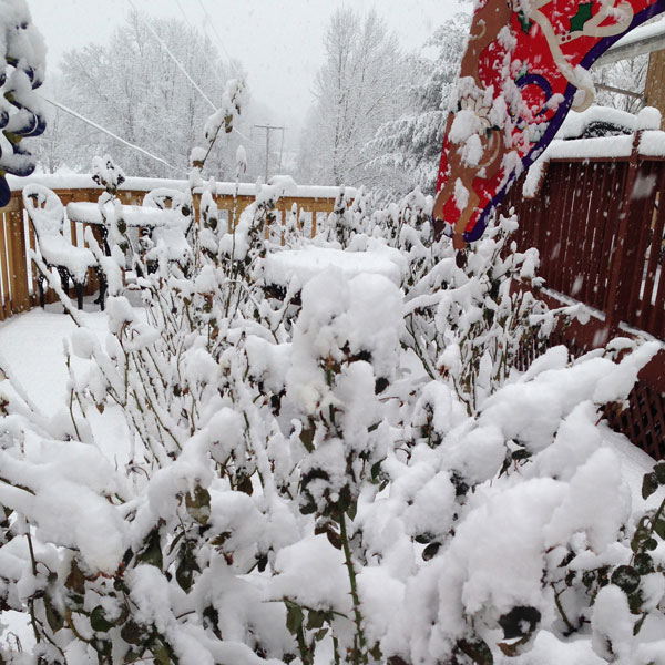 Snow Forming the Perfect Insulation for The Elevated Garden Last Year