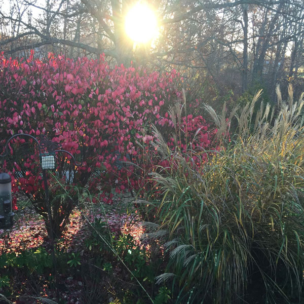 Burning Bush | The Old Oak Tree | Mexican Feather Grass
