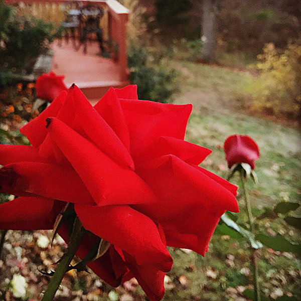 'Crimson Bouquet'