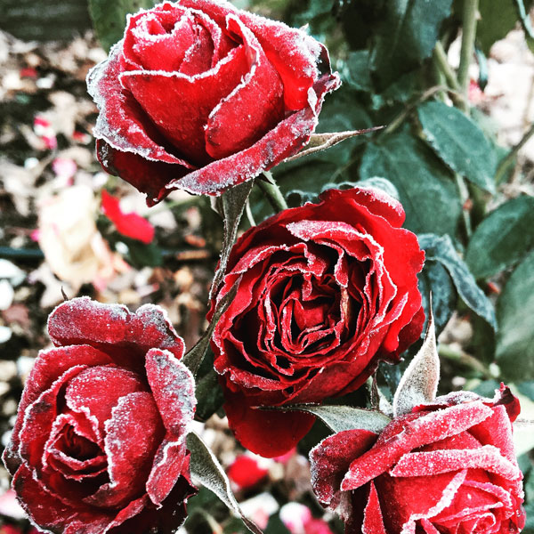 'Europeana' After the First Frost