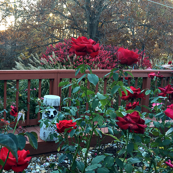 Veterans' Honor at Sunrise in the Rose Garden