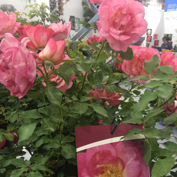 Easy Elegance 'Sunrise Sunset Rose'