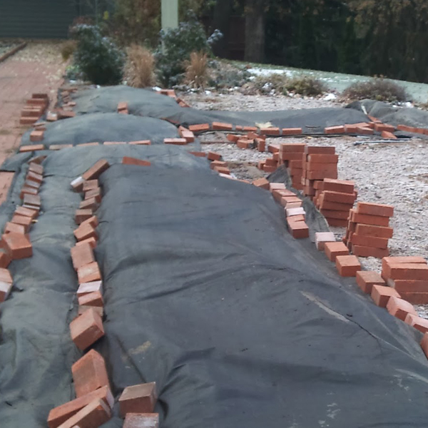 Roses Mulched and Partially Covered